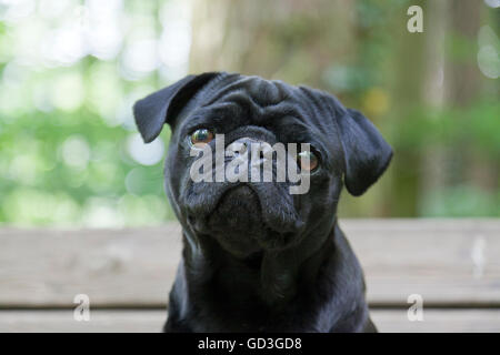 Black Pug, ritratto sul banco in foresta Foto Stock