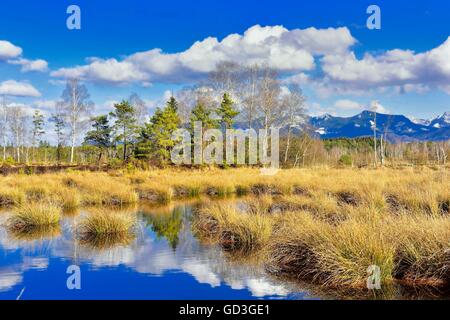 Interramento moor stagno con giunchi (Schoenoplectus lacustris) e riflessione di nuvole, Alpi Bavaresi in background Foto Stock