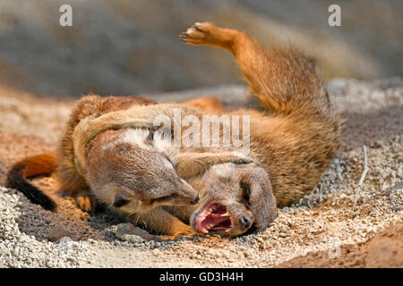 Meerkats (Suricata suricatta), la prole e la madre gioca con ogni altra, captive Foto Stock