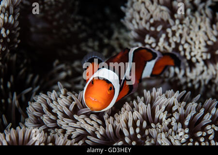 Un Clownfish (Amphiprion percula) nuota entro i tentacoli di protezione del proprio host anemone su una scogliera in Indonesia. Foto Stock