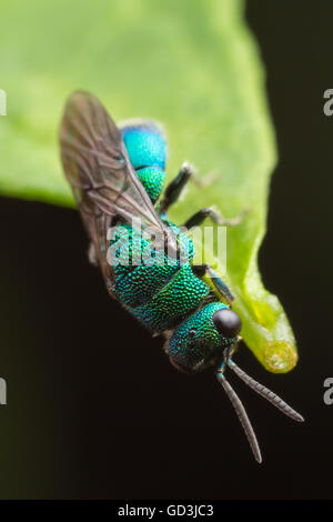 Un Cuckoo Wasp (Hedychrum sp.) è appeso alla fine di una foglia. Foto Stock