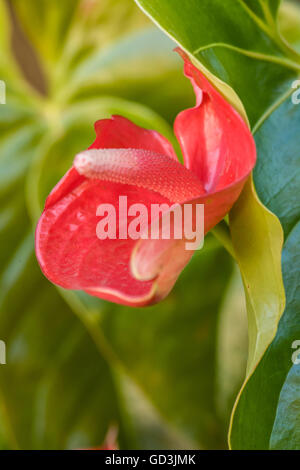 Flamingo flower (anthurium) trovata nel botanico giardino di orchidee in La Garita, Costa Rica. Foto Stock