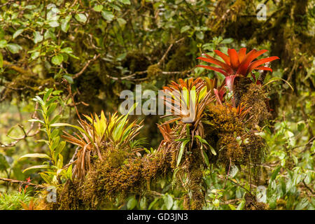 Bromeliacee crescono su di un grande albero arto, come visto da sopra, a Monteverde Sky A Piedi nel Parco Nazionale di Monteverde, Costa Rica Foto Stock