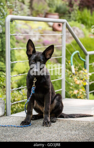 Vito, quattro mesi pastore tedesco cucciolo seduto nel vialetto a casa sua in Issaquah, Washington, Stati Uniti d'America Foto Stock