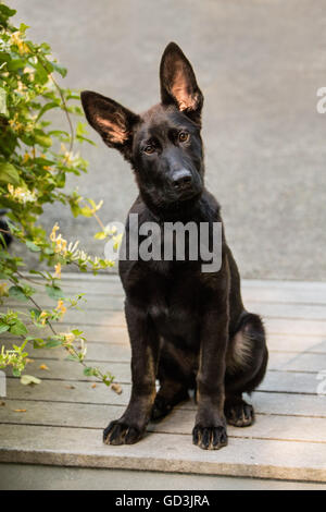 Vito, quattro mesi pastore tedesco cucciolo seduto nel vialetto di casa sua accanto al caprifoglio arbusti Foto Stock