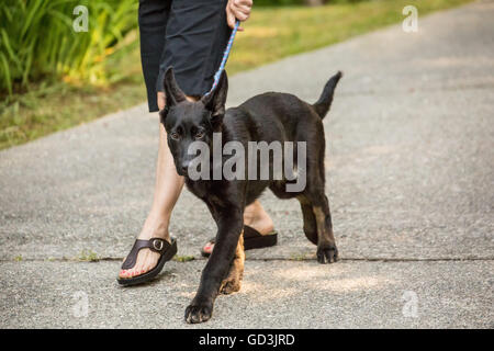 Vito, quattro mesi pastore tedesco cucciolo percorrendo a piedi il viale di ingresso a casa sua in Issaquah, Washington, Stati Uniti d'America Foto Stock