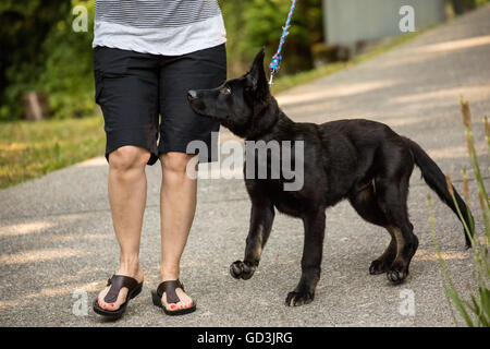 Vito, quattro mesi pastore tedesco cucciolo camminando lungo il vialetto di casa sua, essendo disobbediente e tira su il suo guinzaglio, Foto Stock