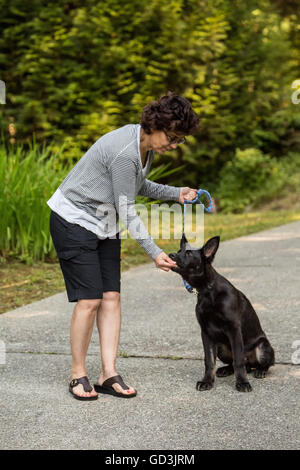 Vito, quattro mesi pastore tedesco cucciolo di essere ricompensati per buona condotta, in Issaquah, Washington, Stati Uniti d'America Foto Stock