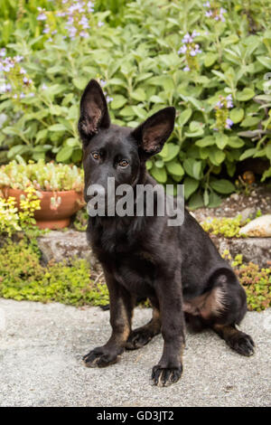 Vito, quattro mesi pastore tedesco cucciolo in Issaquah, Washington, Stati Uniti d'America Foto Stock