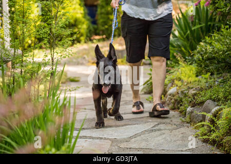 Vito, quattro mesi pastore tedesco cucciolo di andare a fare una passeggiata con il suo proprietario, tirando il suo guinzaglio con entusiasmo Foto Stock