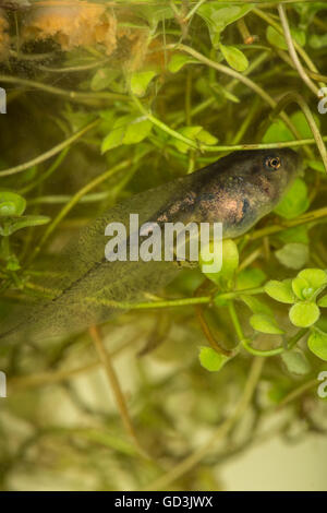 Un girino (chiamato anche pollywog o polliwog) è lo stadio larvale del ciclo di vita di un anfibio, in particolare quello di fro Foto Stock