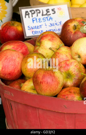 Red moggio della Fiesta mele a caduta fattorie della città vicino alla città di caduta, Washington, Stati Uniti d'America Foto Stock