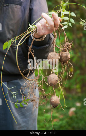 Appena raccolto di patate indiano, un cimelio di famiglia che di patate è originaria degli Stati Uniti orientali Foto Stock