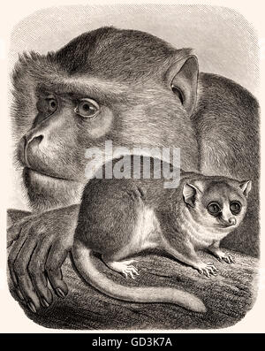 Barbary macaque (Macaca sylvanus), mouse lemur Microcebus () Foto Stock