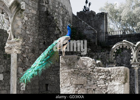 Peafowl indiano (Pavo cristatus) in piedi su una parete, Palacio de Don Manuel giardino, Evora, Alentejo, Portogallo Foto Stock