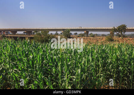 Campo di mais, Bastar, Chhattisgarh, India, Asia Foto Stock