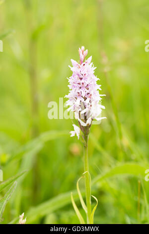 Dactylorrhiza fuchsii - Comune spotted orchid Foto Stock