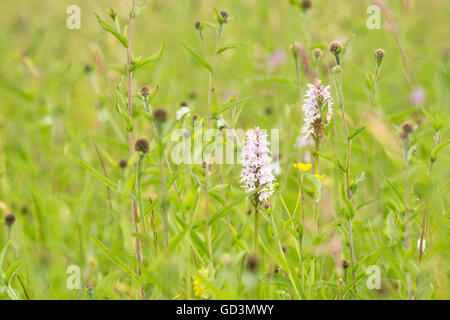 Dactylorrhiza fuchsii - Comune spotted orchid Foto Stock