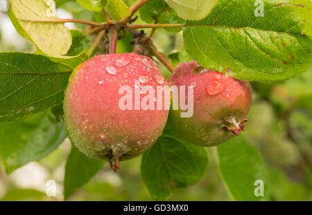 Red Apple a crescere sul ramo con foglio verde in giardino Foto Stock