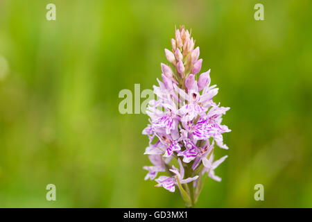 Dactylorrhiza fuchsii - Comune spotted orchid Foto Stock