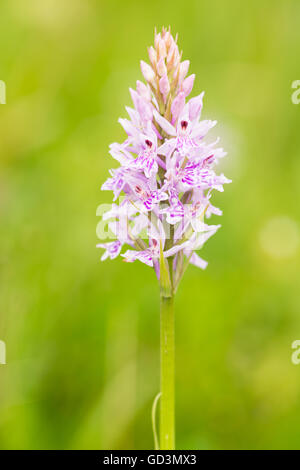 Dactylorrhiza fuchsii - Comune spotted orchid Foto Stock