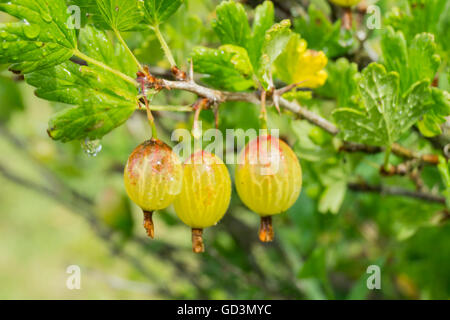 Bacche mature del ribes crescere sul ramo con foglio verde Foto Stock