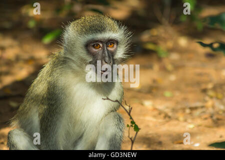 Curioso vervet monkey ha la bocca aperta sul terreno Foto Stock