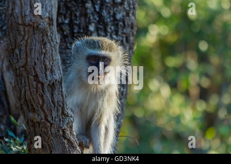 Piccola scimmia vervet seduto in una struttura ad albero Foto Stock