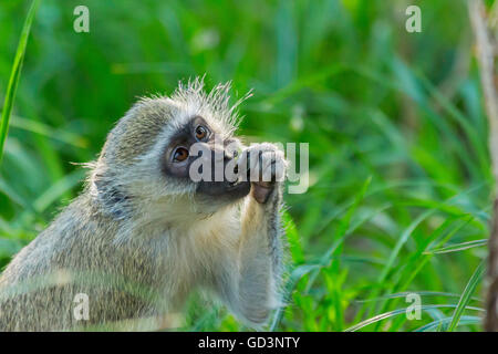 Vervet monkey seduti sul verde erba mangiando e mostra i denti Foto Stock