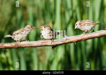 13 luglio 2016. Regno Unito meteo. Casa passeri (Passer domesticus) appollaiarsi su un ramo al sole del mattino in un giardino in East Sussex, UK Credit: Ed Brown/Alamy Live News Foto Stock