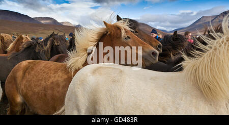 Annuale cavallo Round Up-Laufskalarett, Skagafjordur, Islanda Foto Stock