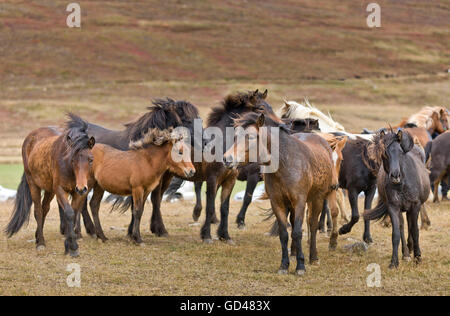 Annuale cavallo Round Up-Laufskalarett, Skagafjordur, Islanda Foto Stock