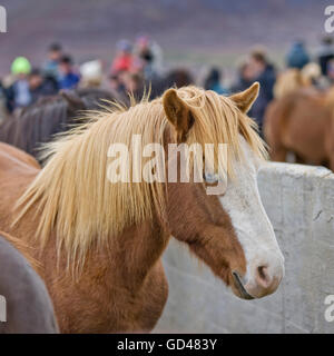 Annuale cavallo Round Up-Laufskalarett, Skagafjordur, Islanda Foto Stock