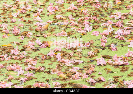 La texture di Tabebuia rosea galleggiante nel lago. fiore rosa, fiore caduto. Foto Stock