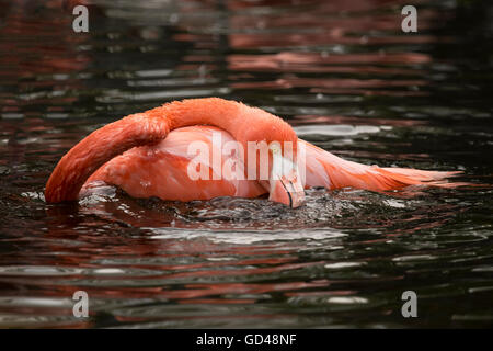 Un lone fenicottero rosa la balneazione nel laghetto del Toronto Zoo in primavera. Foto Stock