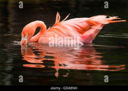 Un lone fenicottero rosa la balneazione nel laghetto del Toronto Zoo in primavera. Foto Stock