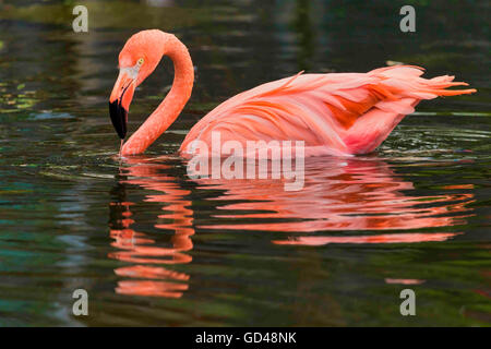 Un lone fenicottero rosa la balneazione nel laghetto del Toronto Zoo in primavera. Foto Stock