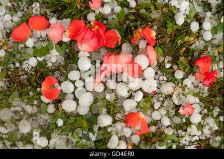 Petali di rosa sul suolo coperto in chicchi di grandine Foto Stock