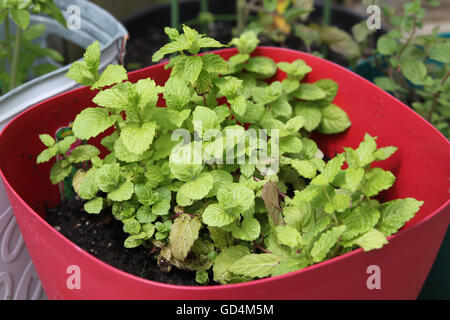 Piccola menta verde erba di crescita della pianta in vaso Foto Stock