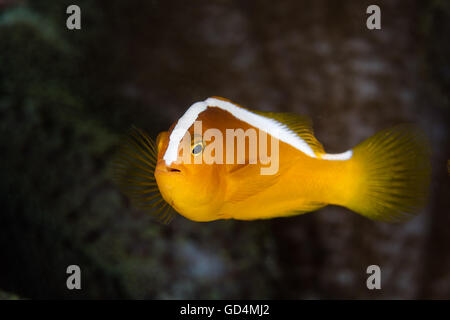 Un arancione (anemonefish Amphiprion sandaracinos) nuota vicino alla sua anemone host su una scogliera in Indonesia. Foto Stock