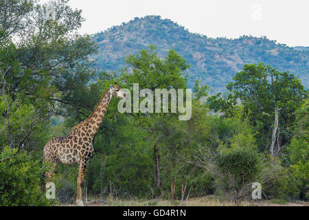 La giraffa in piedi nel suo ambiente nella boccola Foto Stock