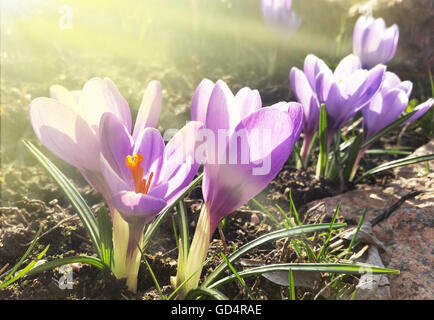 Crocus - fioritura di fiori di primavera. Foto Stock