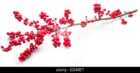 Unione Holly (leccio) foglie e frutta su uno sfondo bianco. Foto Stock