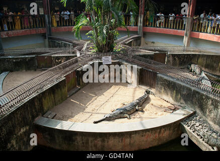 In coccodrillo Alipore Zoo Foto Stock