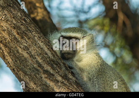 Grande sonno vervet monkey in una struttura ad albero nel tardo pomeriggio sun Foto Stock