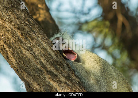 Grande sonno vervet monkey sbadigli in una struttura ad albero nel tardo pomeriggio sun Foto Stock