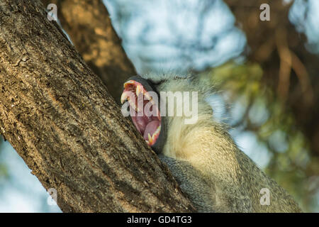 Grande sonno vervet monkey sbadigli in una struttura ad albero nel tardo pomeriggio sun Foto Stock