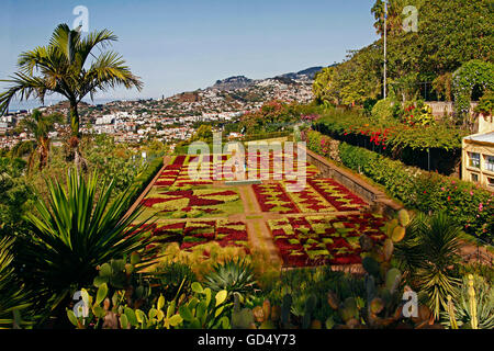 Giardino Botanico Jardim Botanico, Funchal, Isola di Madeira, Portogallo Foto Stock