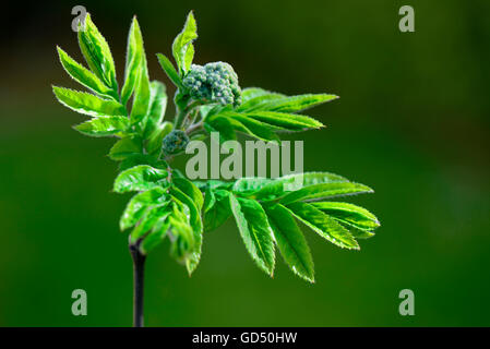 Gemeine Eberesche / (Sorbus acuparia) Foto Stock