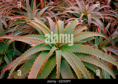 Baum-Aloe / (Aloe arborescens), Madeira, Portogallo Foto Stock